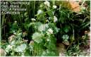 A Officinalis.JPG