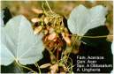 A. Ungheria.JPG