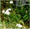 Achillea.JPG