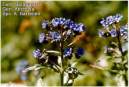 Anchusa.JPG
