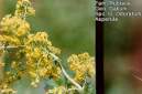 Asperula.JPG