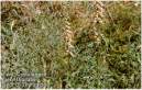 Digitalis.JPG