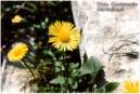 Doronicum.JPG