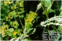 Erba lattice.JPG