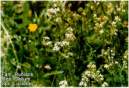 Galium.JPG