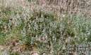 Lamium.JPG