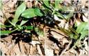 Laureola.JPG