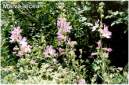 Malva alcea.JPG