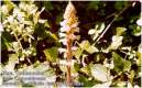 Orobanche.JPG