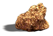 Tartufo bianco